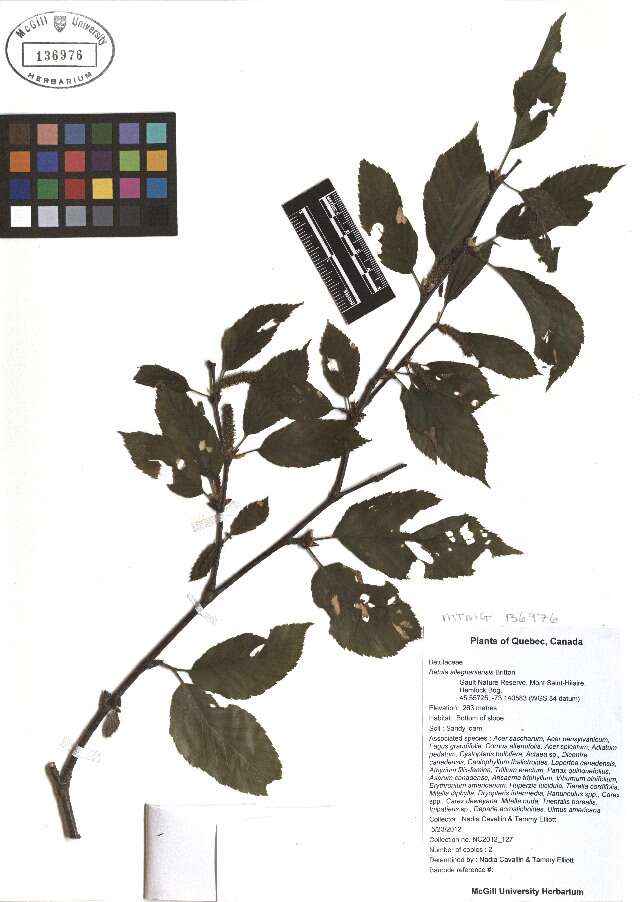 Image of Gray birch