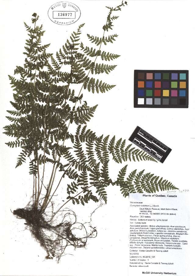 Image of bulblet bladderfern