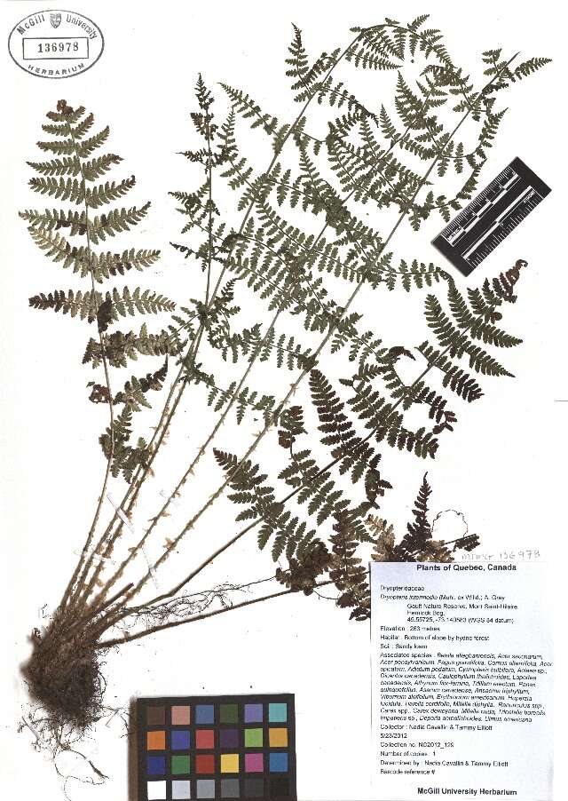 Dryopteris intermedia (Muhl. ex Willd.) A. Gray resmi