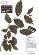 Image of American elm