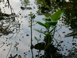 Image of bogbean