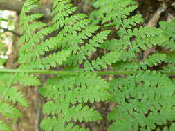 Image of eastern hayscented fern