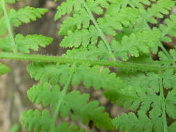 Image of eastern hayscented fern