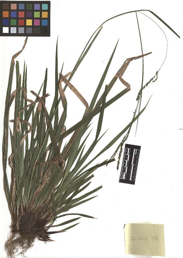Image of drooping woodland sedge