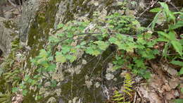 Ribes cynosbati L. resmi