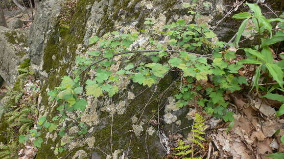 Image of eastern prickly gooseberry