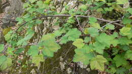 Ribes cynosbati L. resmi