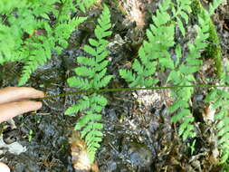 Image of narrow buckler-fern