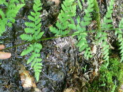 Image of narrow buckler-fern