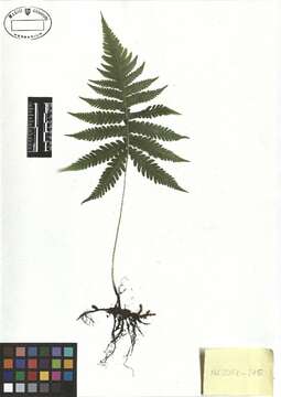 Image of Beech Fern