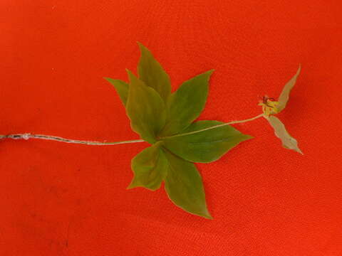 Image of Indian cucumber