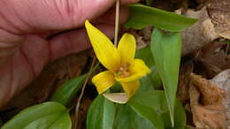 Imagem de Erythronium americanum subsp. americanum