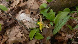 Imagem de Erythronium americanum subsp. americanum