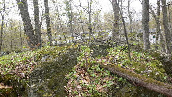 Imagem de Erythronium americanum subsp. americanum