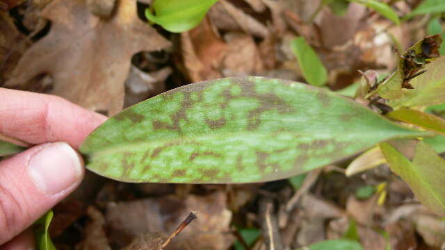 Imagem de Erythronium americanum subsp. americanum