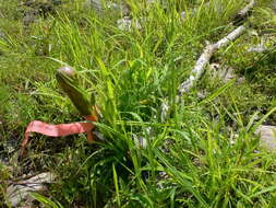 Imagem de Carex stipata Muhl. ex Willd.