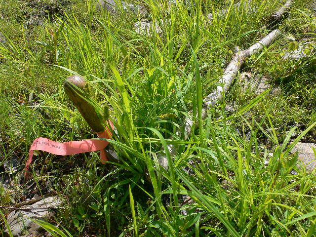 Image of Awl-fruited sedge