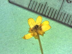 Image of Lesser Spearwort