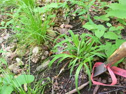 Image of Broad Loose-Flower Sedge