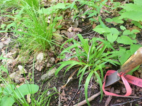 Image of Broad Loose-Flower Sedge