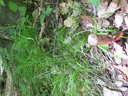 Image of drooping woodland sedge