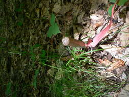 Image of drooping woodland sedge