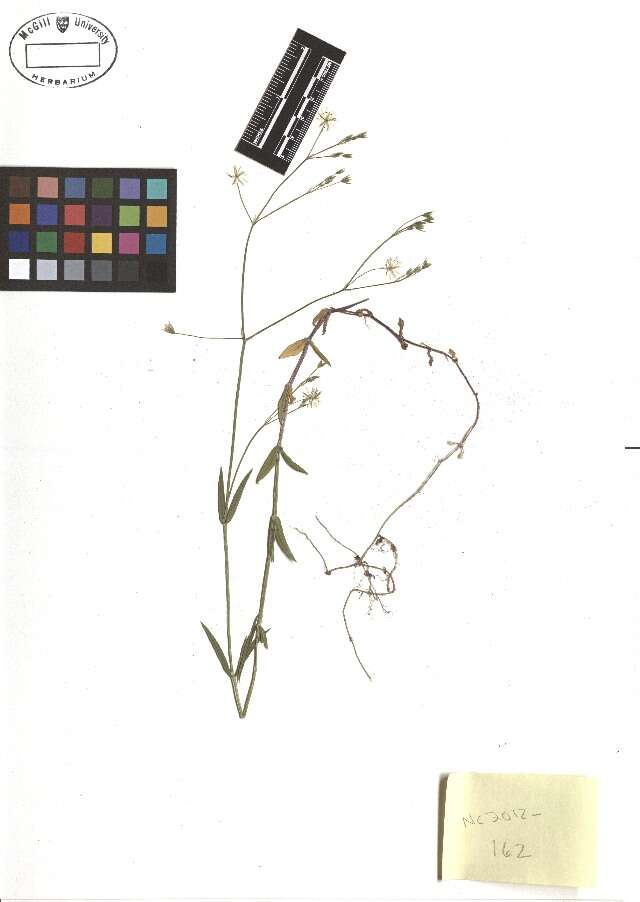 Image of common starwort