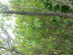 Image of Missouri River willow