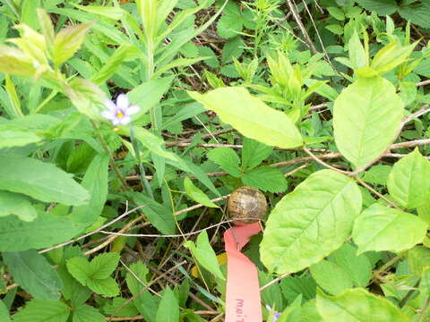 Image of strict blue-eyed grass