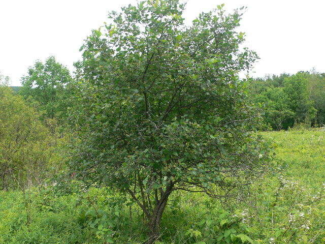 Image of fireberry hawthorn