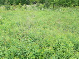 Image of garden asparagus