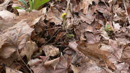 Image of coltsfoot