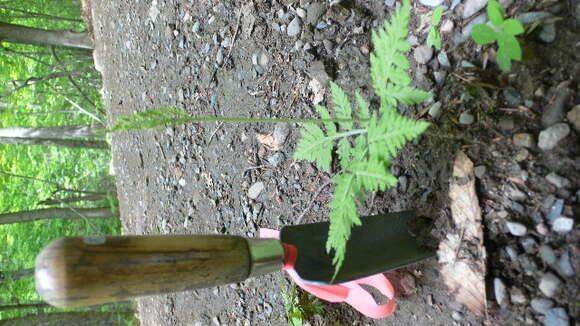 Image of rattlesnake fern