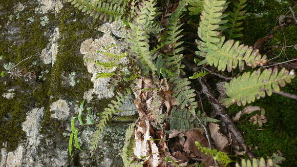 Image of rock polypody