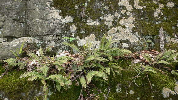 Image of rock polypody