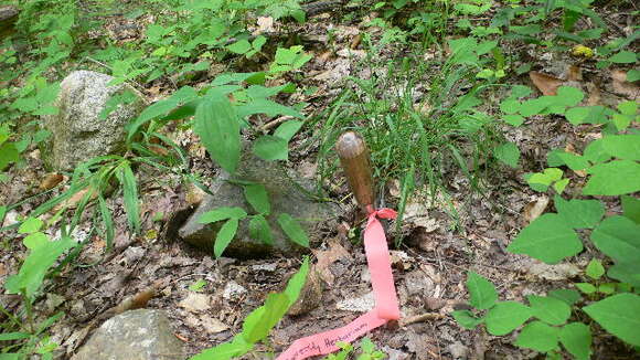 Image of largeflower bellwort