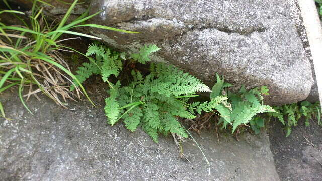 Image of rusty woodsia