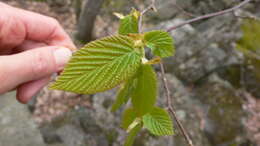 Image of eastern hophornbeam