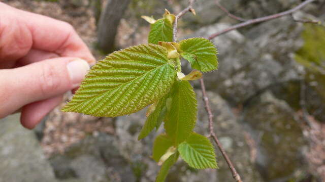 Image of eastern hophornbeam