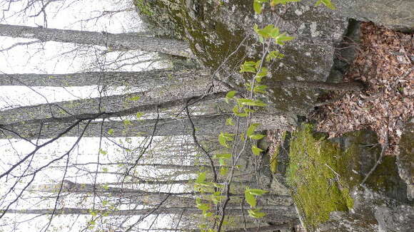 Image of eastern hophornbeam