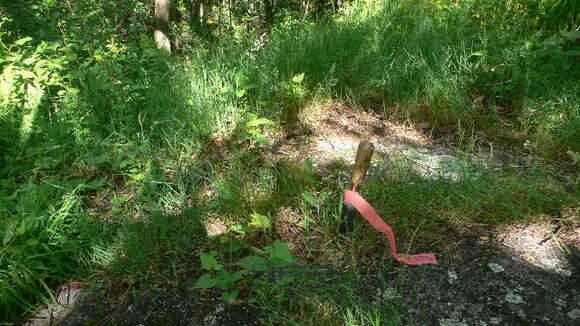 Image of Smooth Meadow-grass