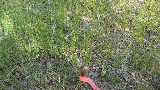 Image of Festuca rubra subsp. rubra