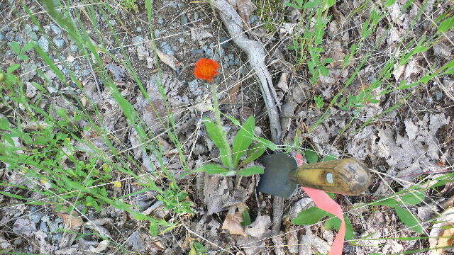 Imagem de Pilosella aurantiaca (L.) Sch. Bip., F. W. Schultz & Sch. Bip.