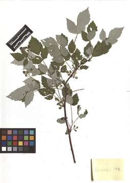 Image de Rubus occidentalis L.