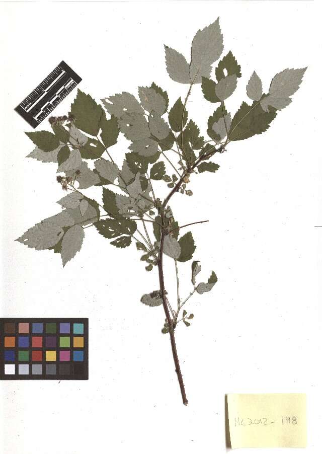 Image de Rubus occidentalis L.