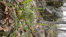 Image of roughleaf ricegrass