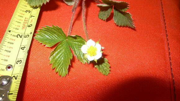 Image of woodland strawberry