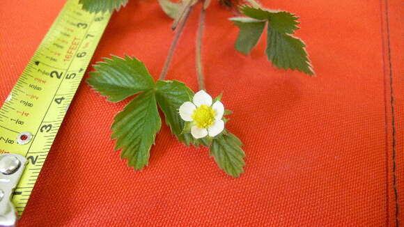 Image of woodland strawberry