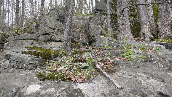 Image of woodland strawberry