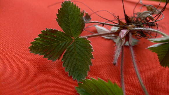 Image of woodland strawberry